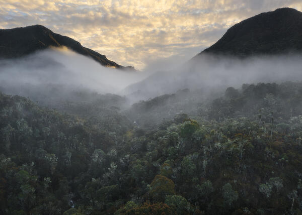 Rainforest Sunrise