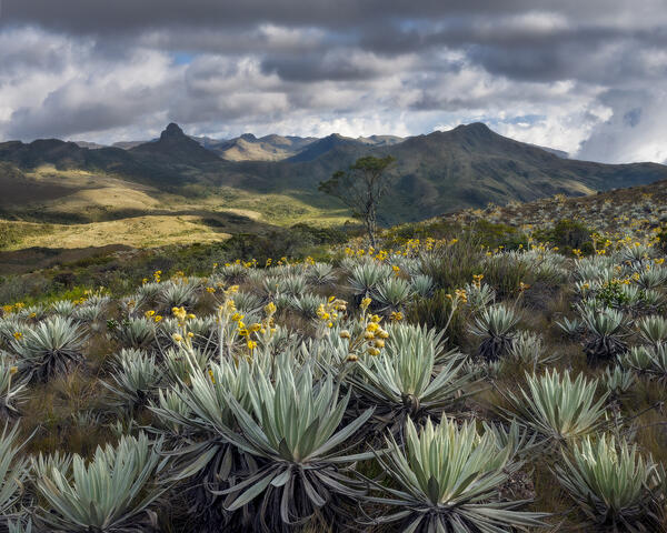 Páramo of the Andes