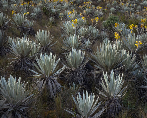 Frailejon Legion