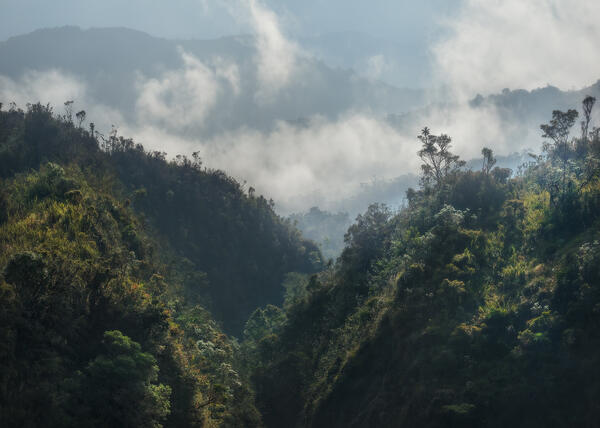 Lush Canyon