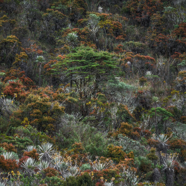 Hillside of Life