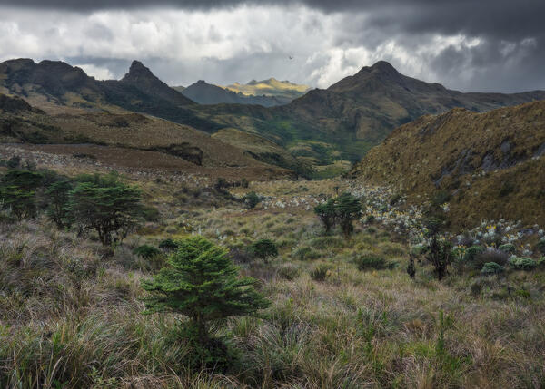 Páramo Grasslands