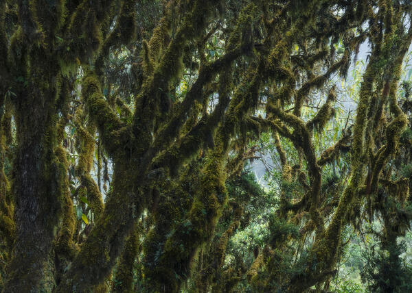 Moss Invasion