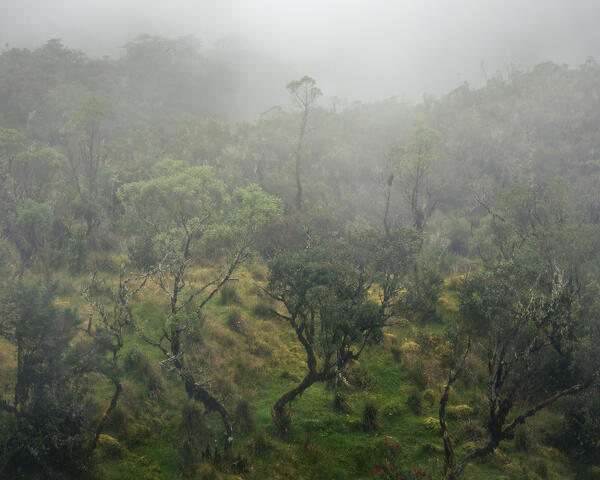 Árbol de Baile