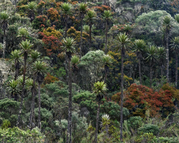Andean Nursery