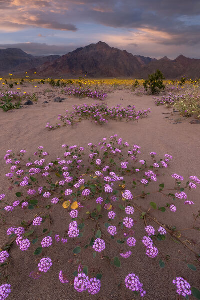 Desert Flower Arrangement 