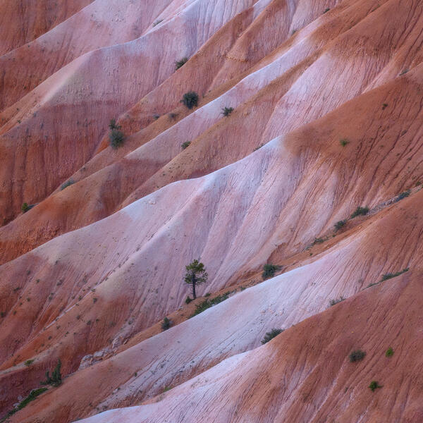 Lone Tree, Pastel Layers