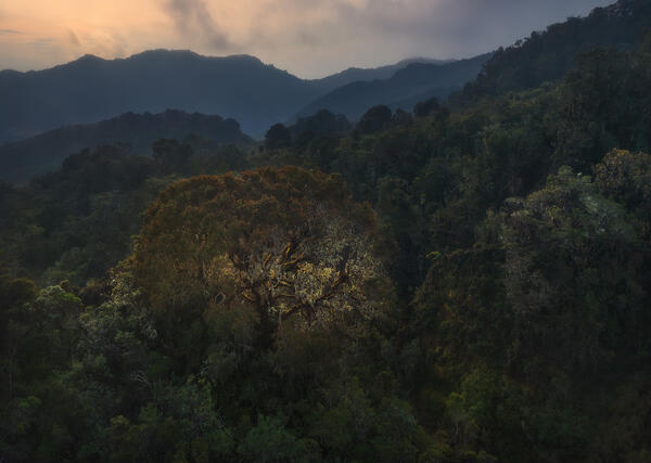Rainforest Orb