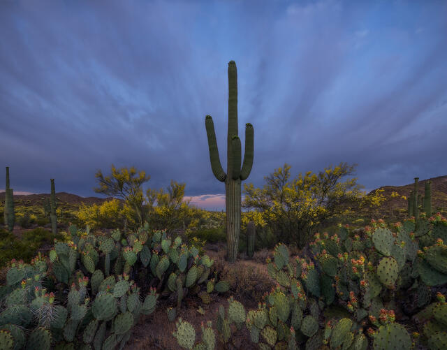 deserts, southwest, landscape