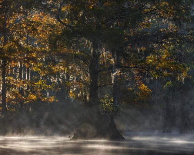 swamp, bayou, mist, fog, moody