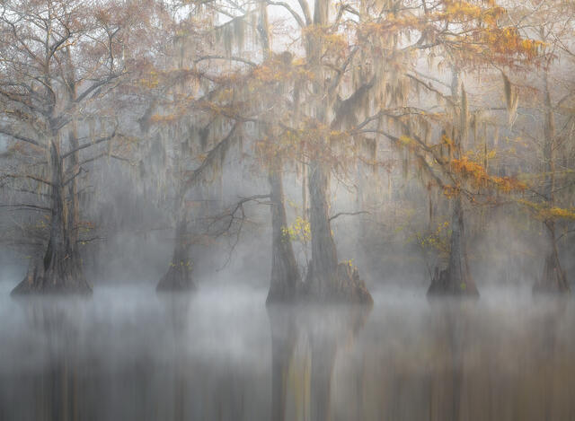 swamp, bayou, mist, fog, moody