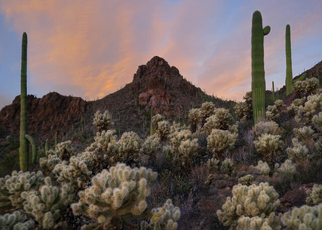 Desert Playground 