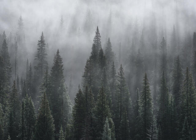 Forests and Trees