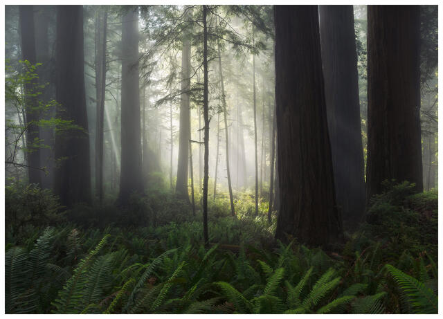 COMING SOON - The Shape of Time - California's Ancient Redwoods