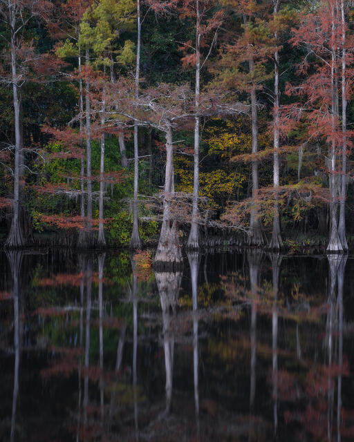 swamp, bayou, mist, fog, moody