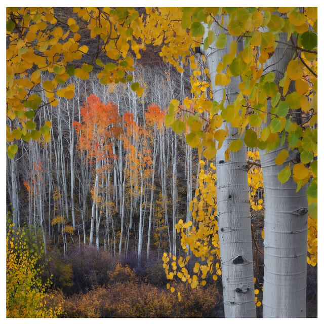 Autumn²