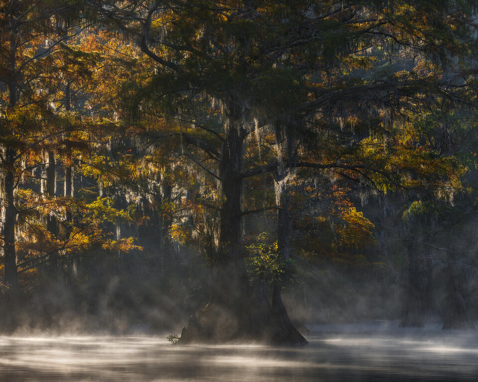 swamp, bayou, mist, fog, moody