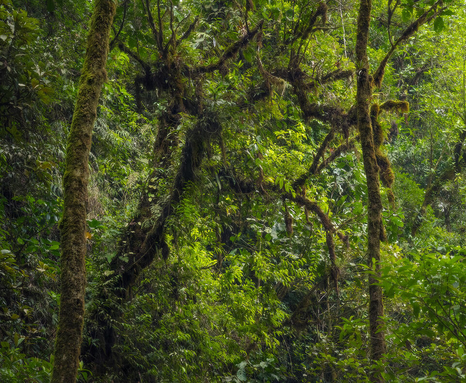 Costa Rica, Central America, rainforest, jungle