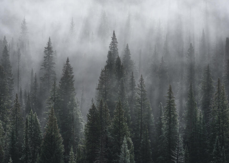 Stillness in the Trees