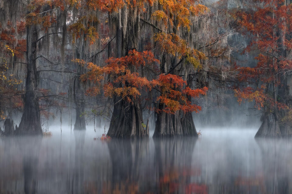 Bayou Mosaic  |2016 - 2025|