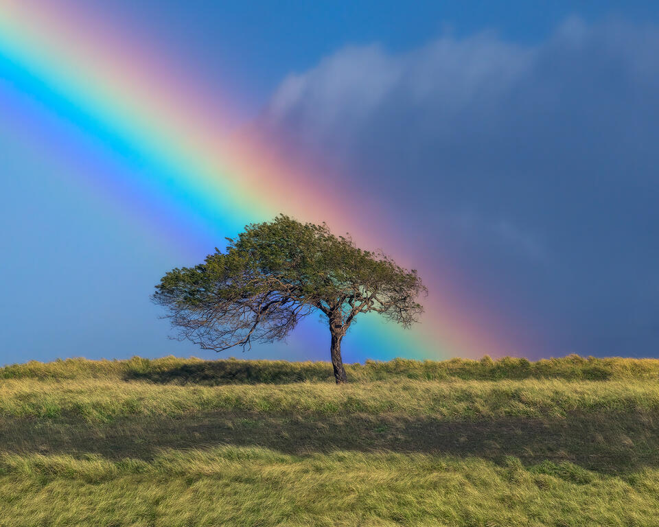 Costa Rica, Central America, rainforest, jungle, lone tree, rainbow