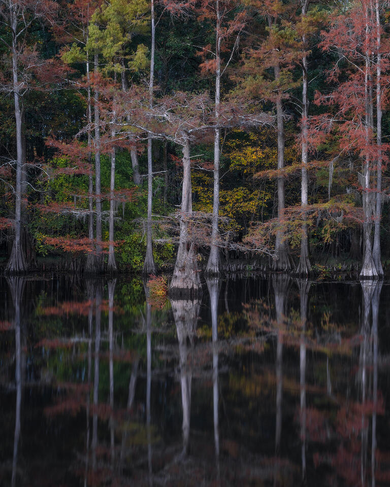 swamp, bayou, mist, fog, moody