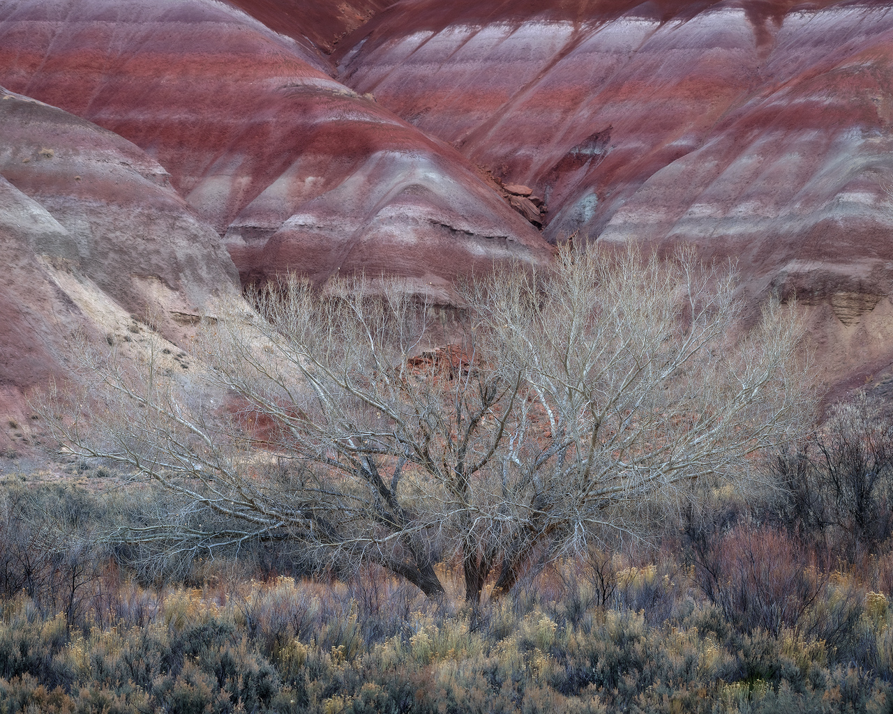 cottonwood, trees, Utah, badlands
