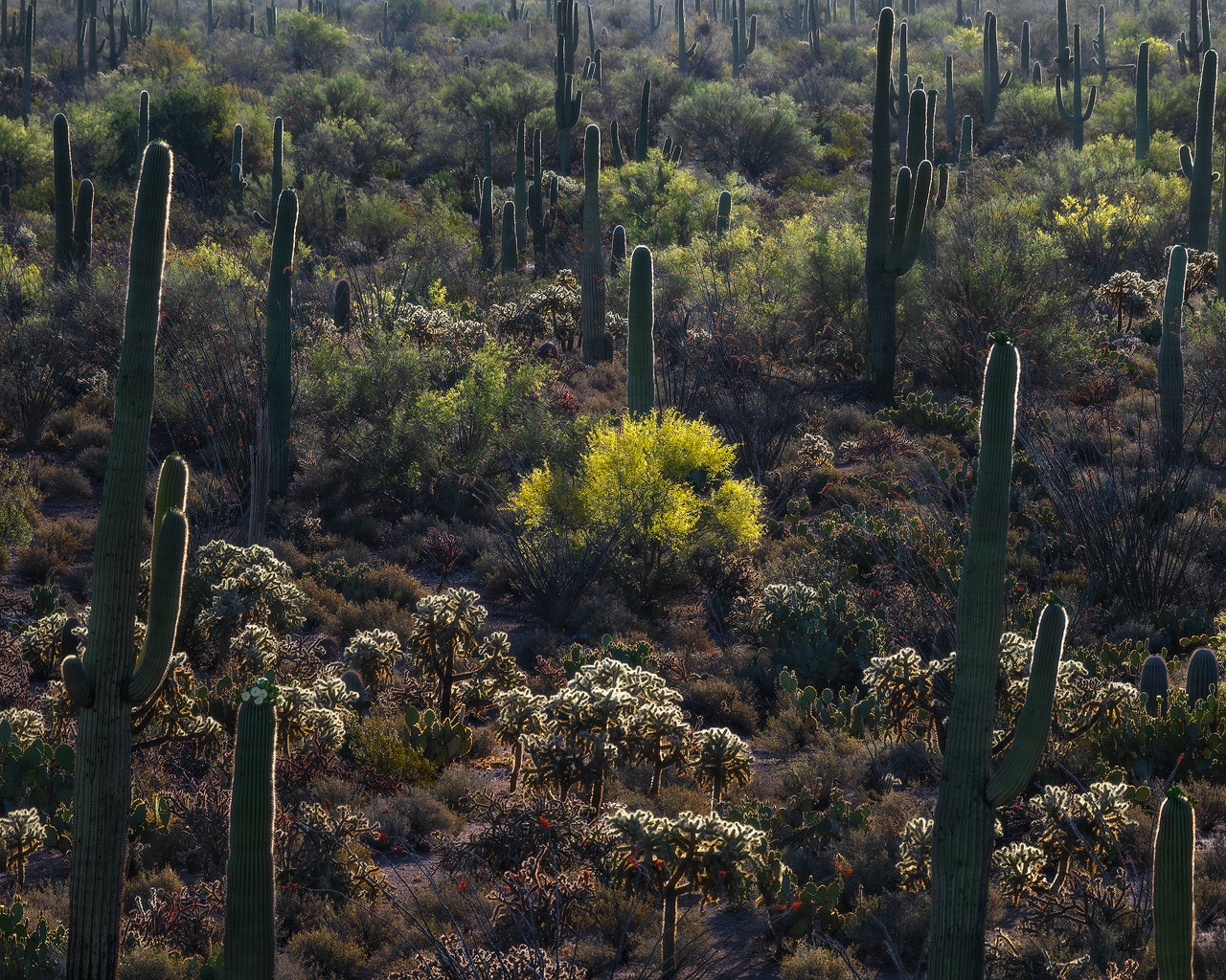 Cactus Garden