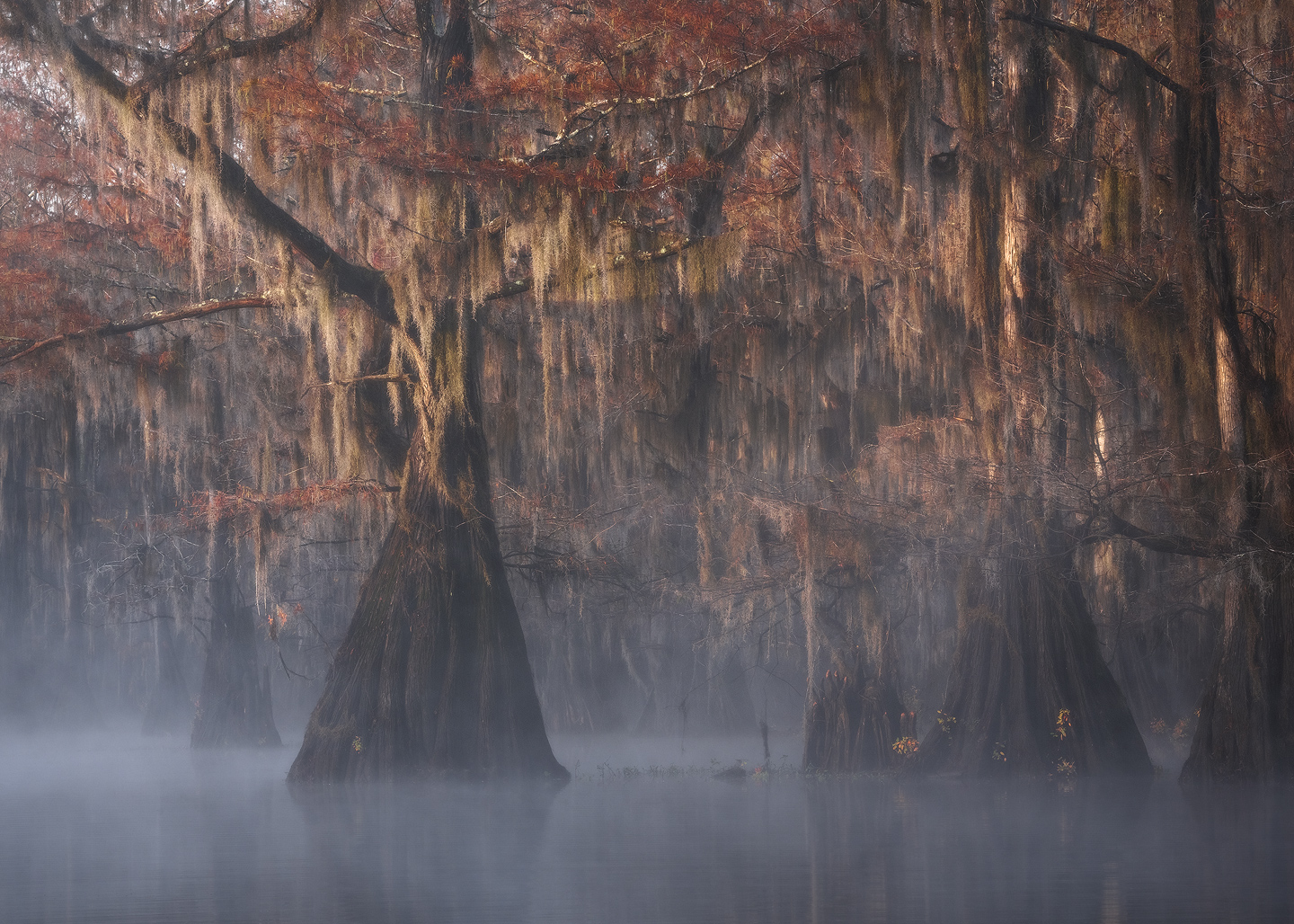swamp, bayou, misty, mood, atmosphere