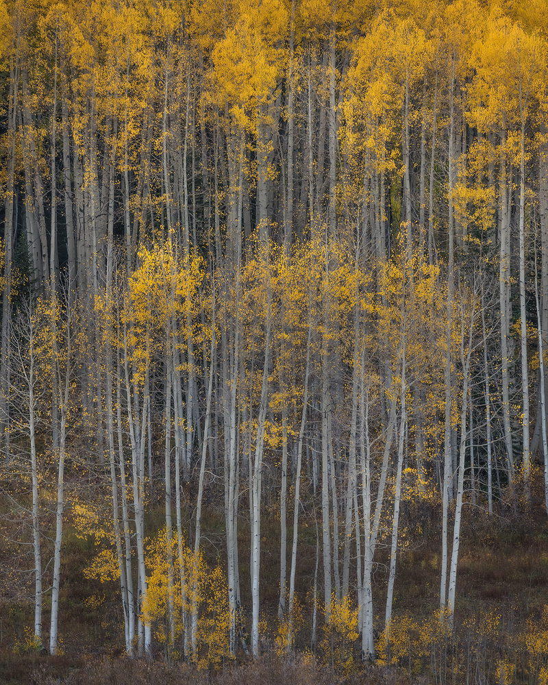Colorado, fall colors, aspen, aspen trees, autumn