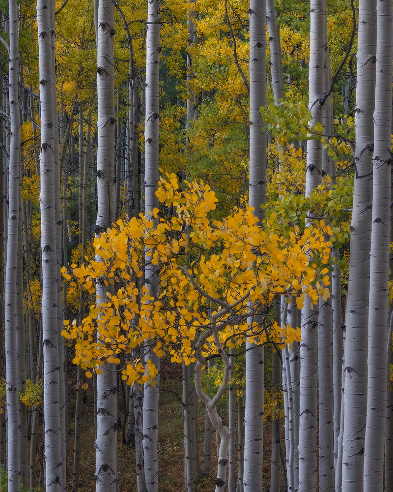 Colorado, fall colors, aspen, aspen trees, autumn