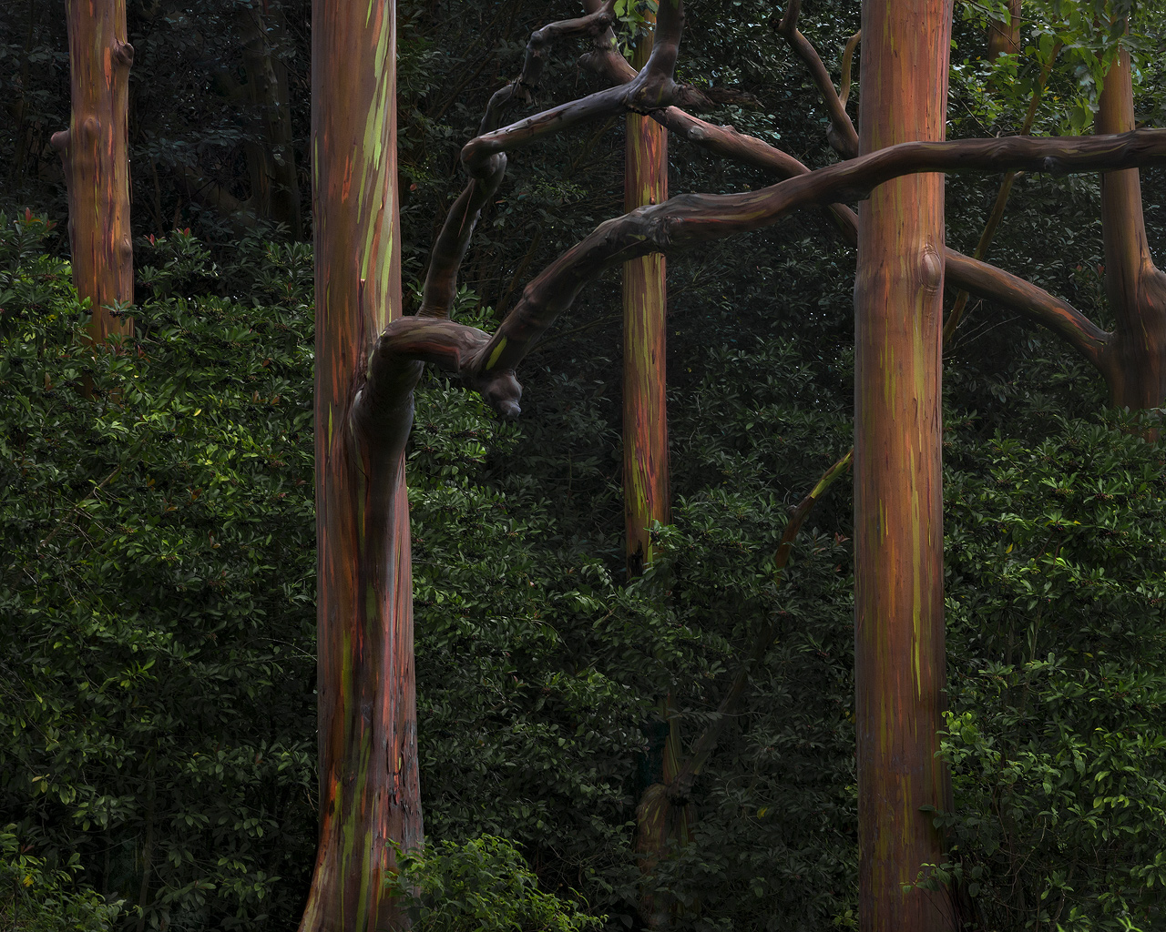 green, forests, trees, Maui, Hawaii