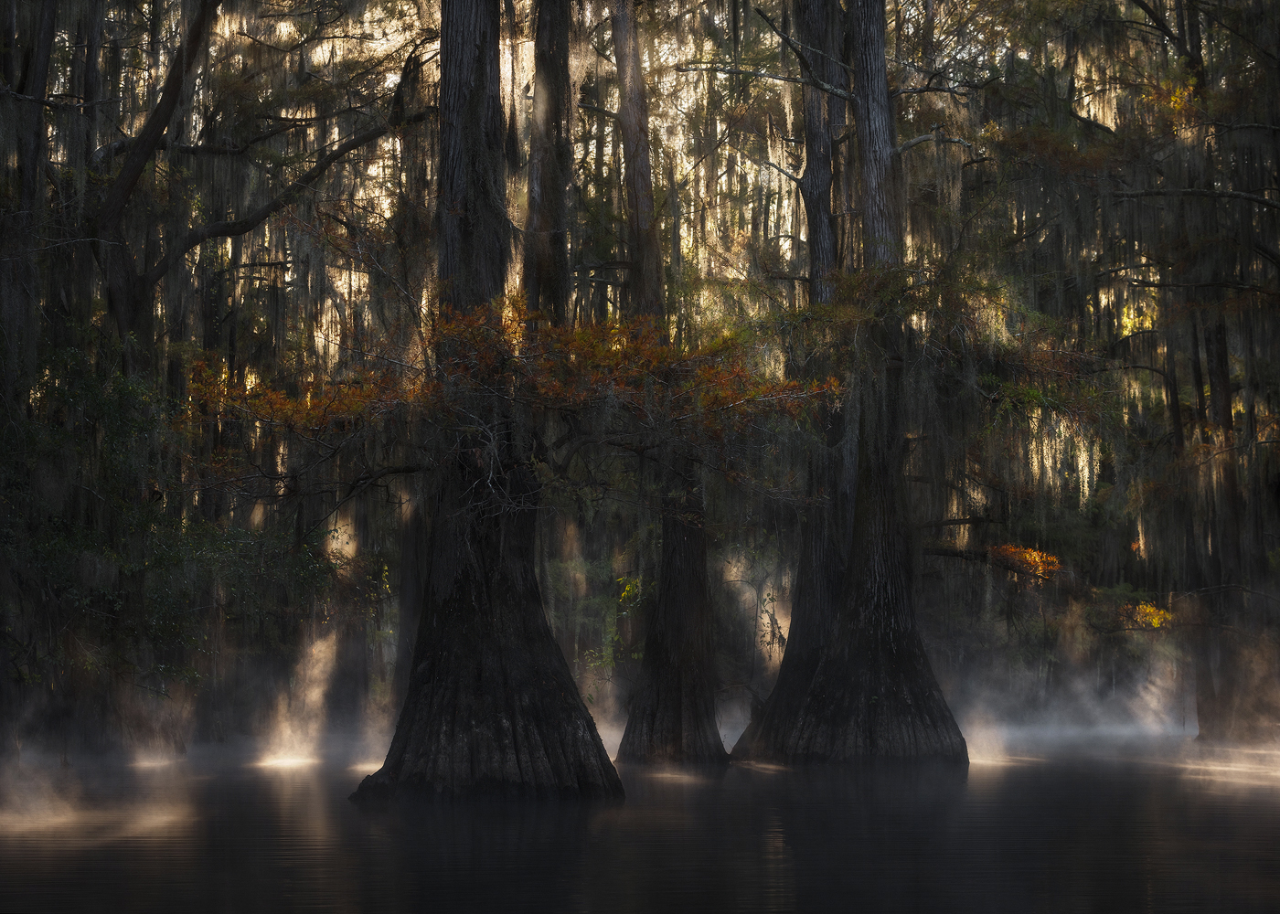 swamp, bayou, mist, fog, moody