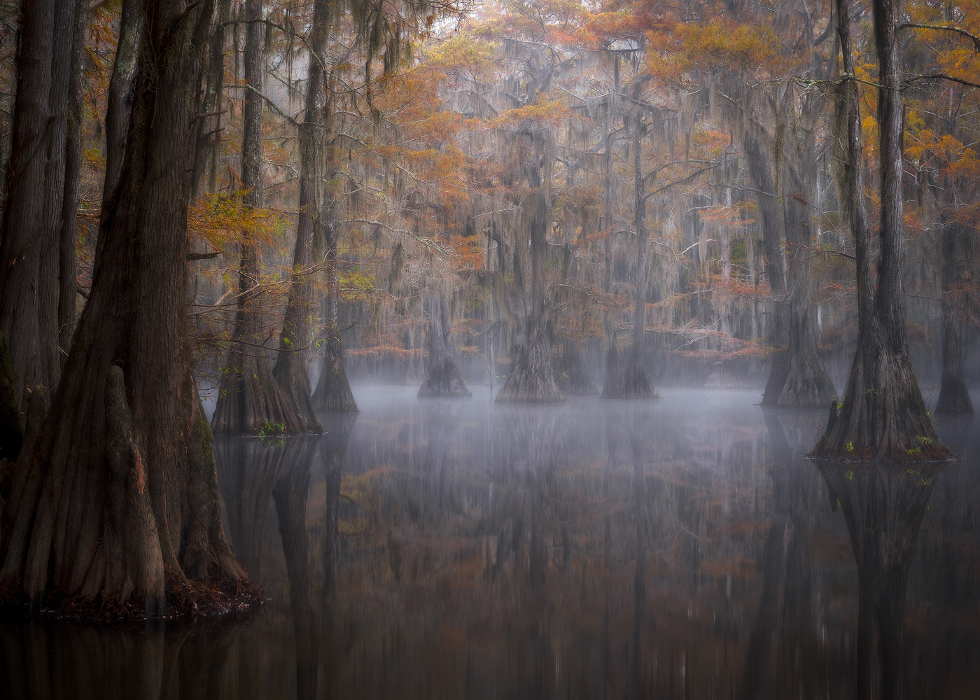 swamp, bayou, mist, fog, moody