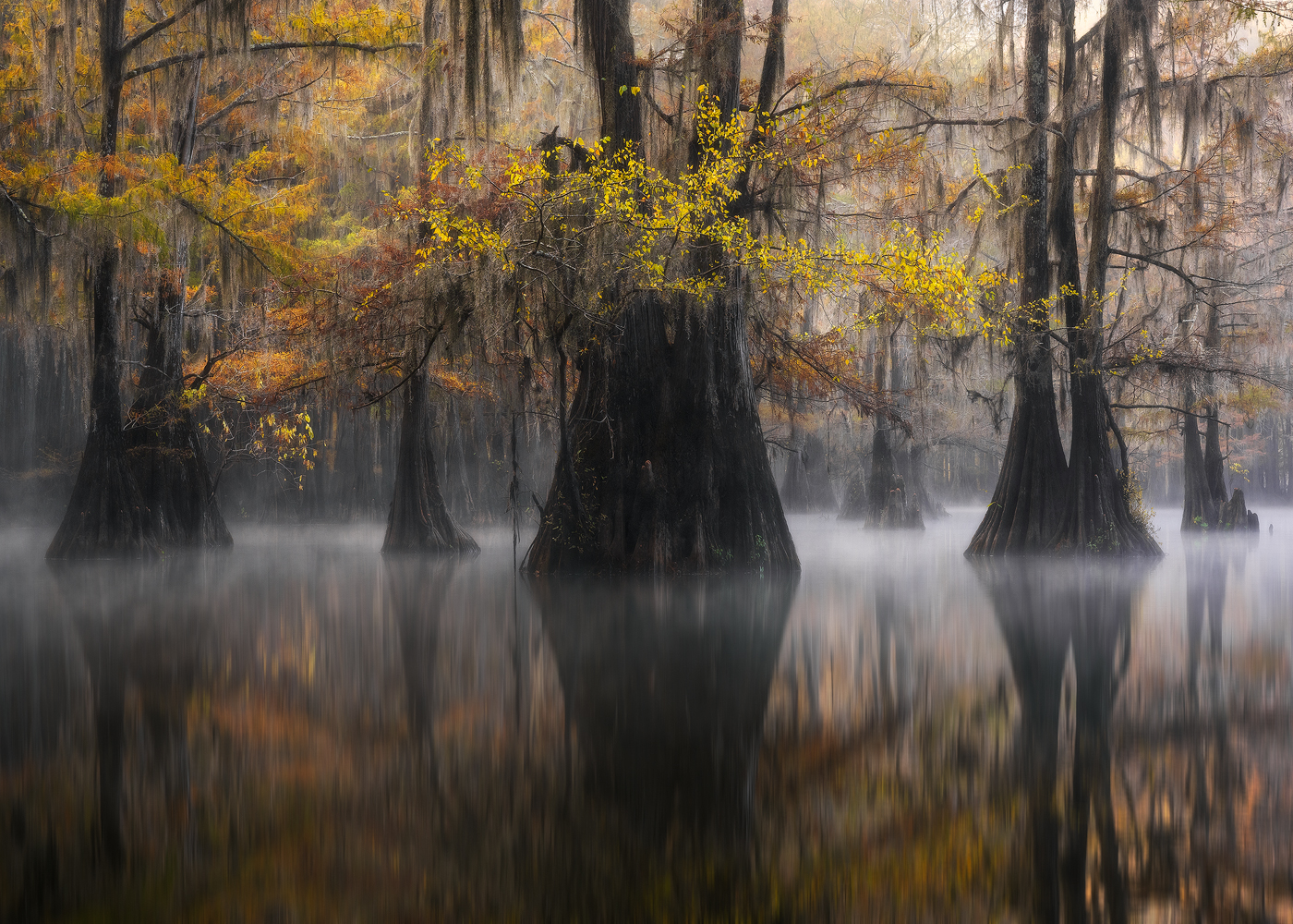 swamp, bayou, mist, fog, moody