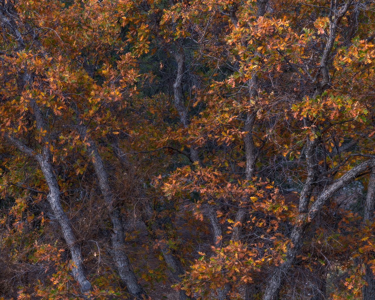 Alpine Autumn Mount Charleston, Nevada, trees