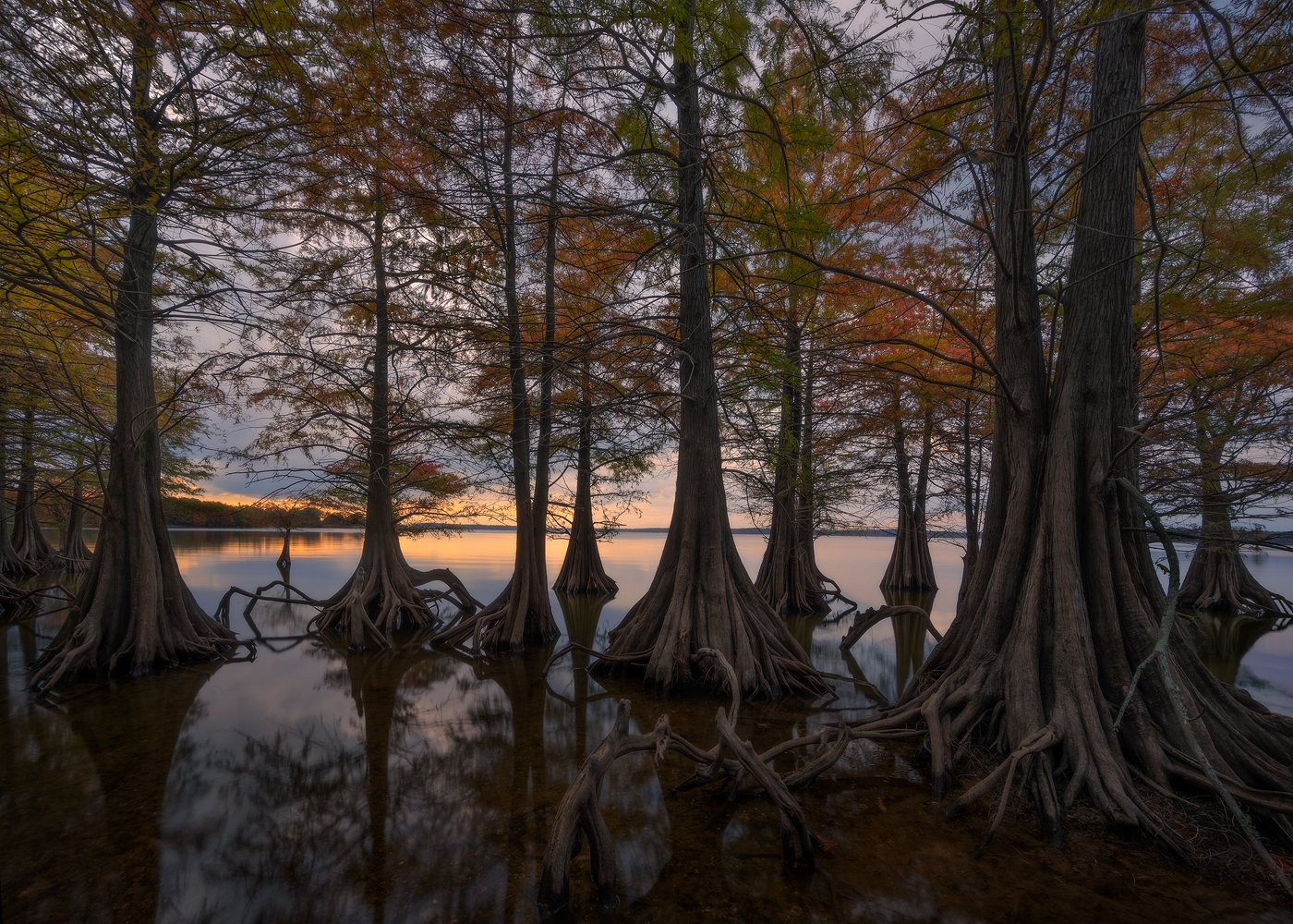 swamp, bayou, mist, fog, moody