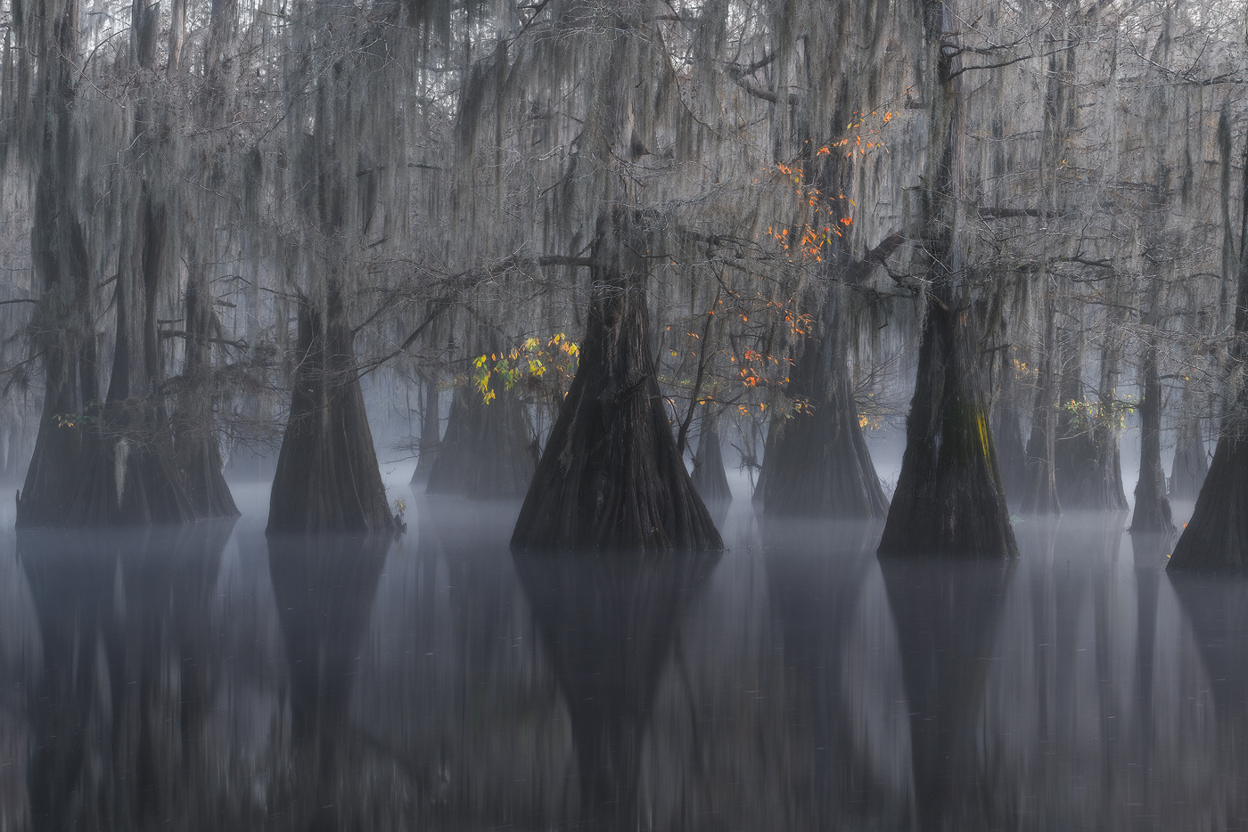 swamp, bayou, mist, fog, moody