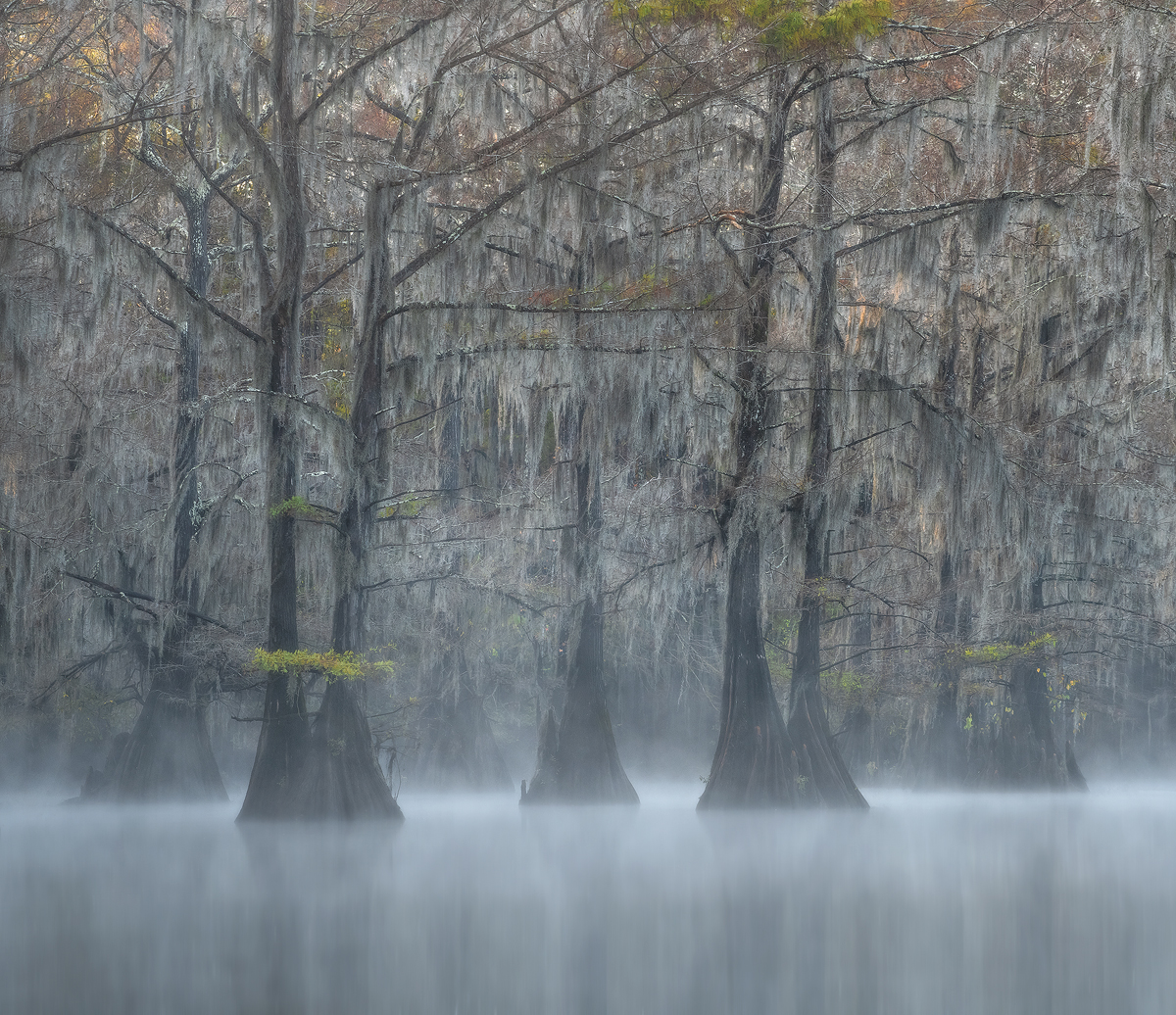 swamp, bayou, mist, fog, moody