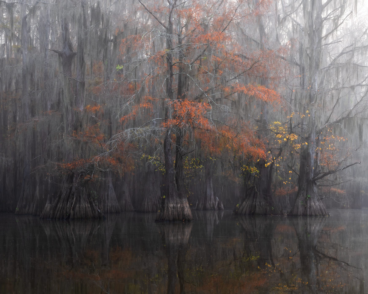 swamp, bayou, mist, fog, moody