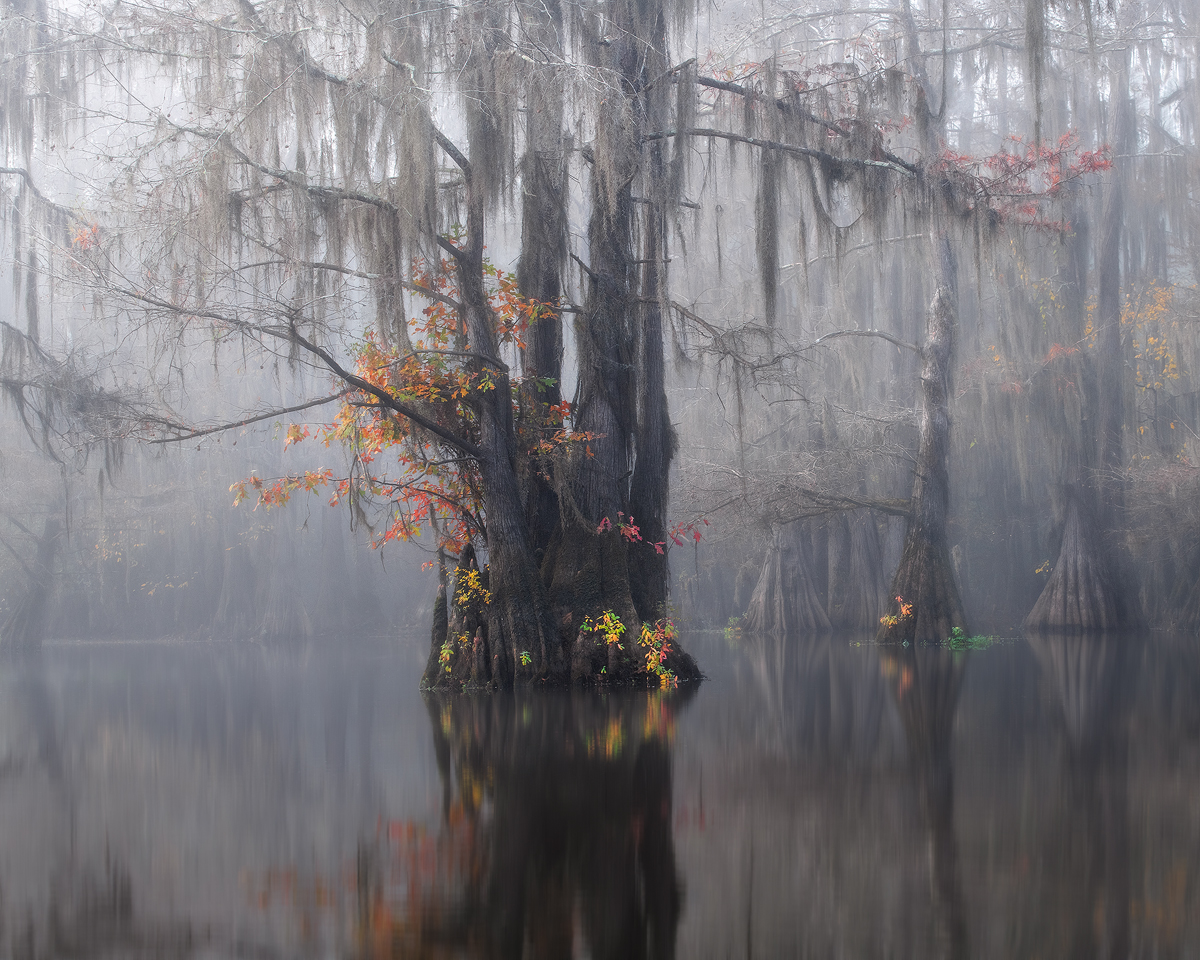swamp, bayou, mist, fog, moody