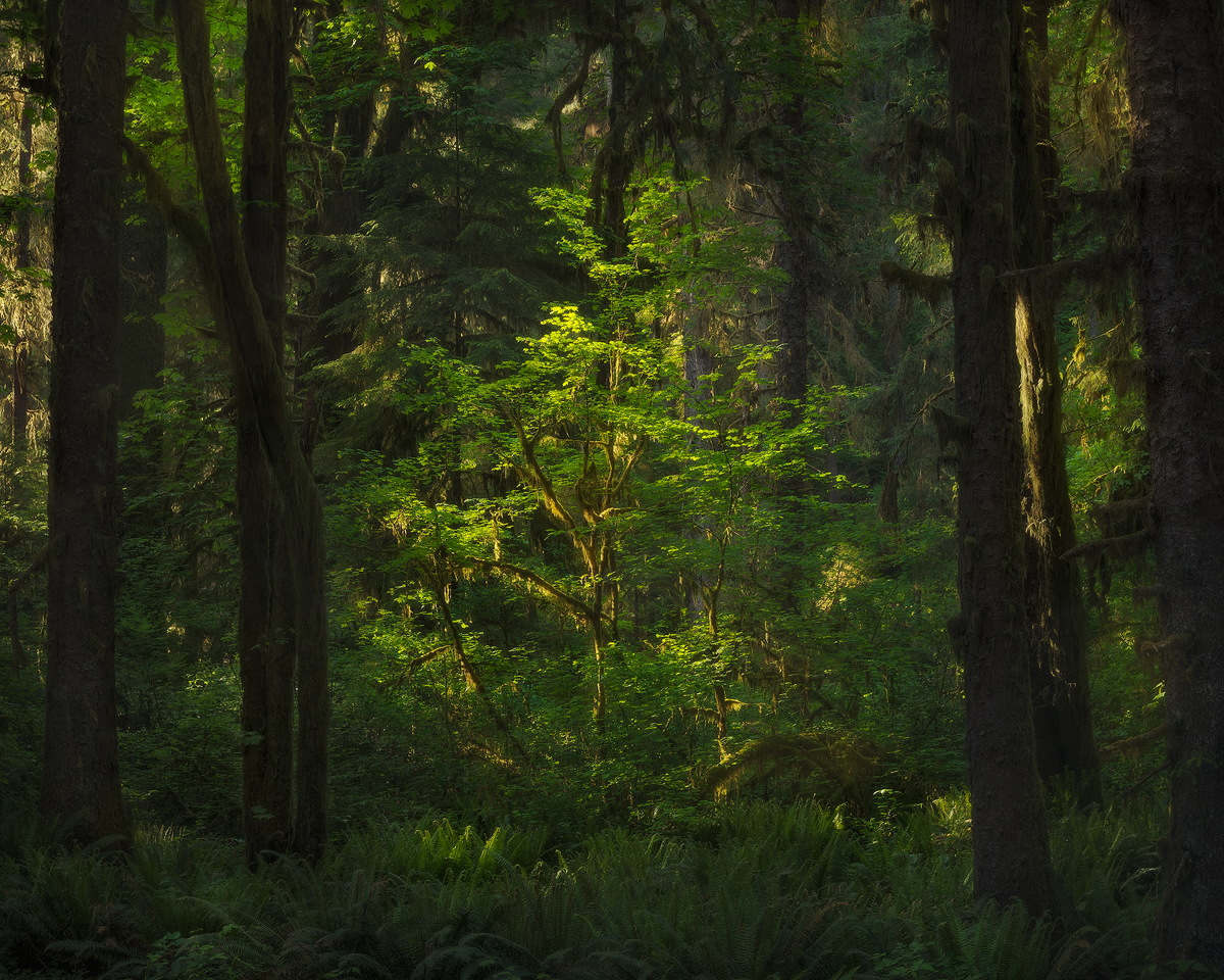 green, landscape, spring