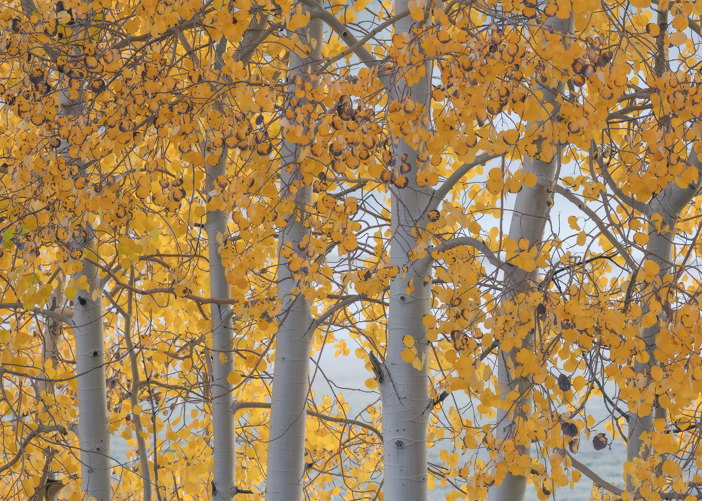 Subdued Shades 