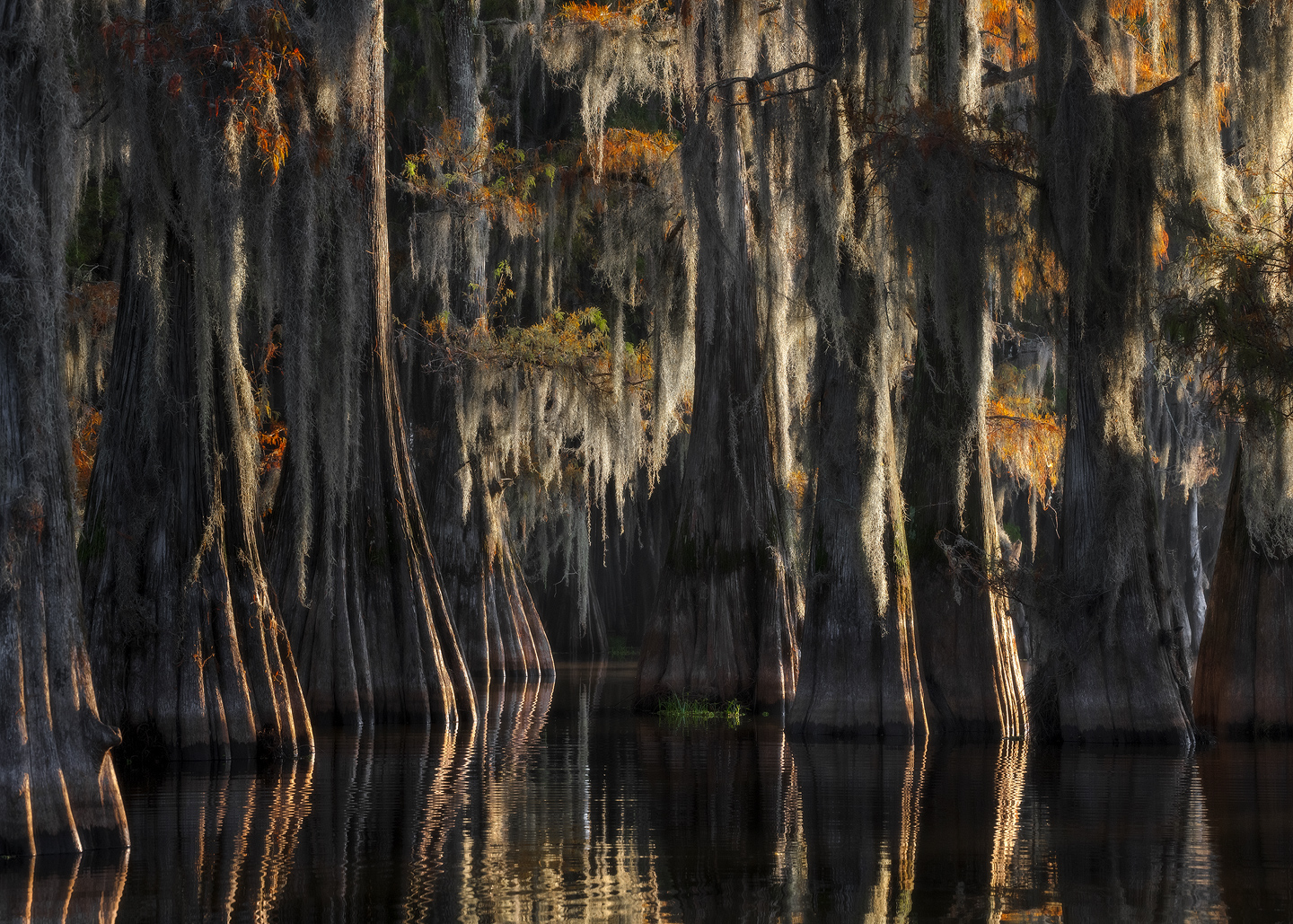 bayou, swamp, reflections, moss