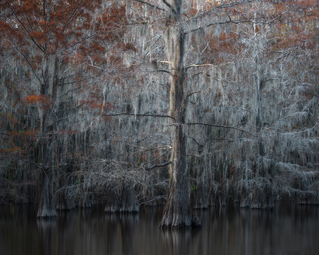 swamp, bayou, mist, fog, moody