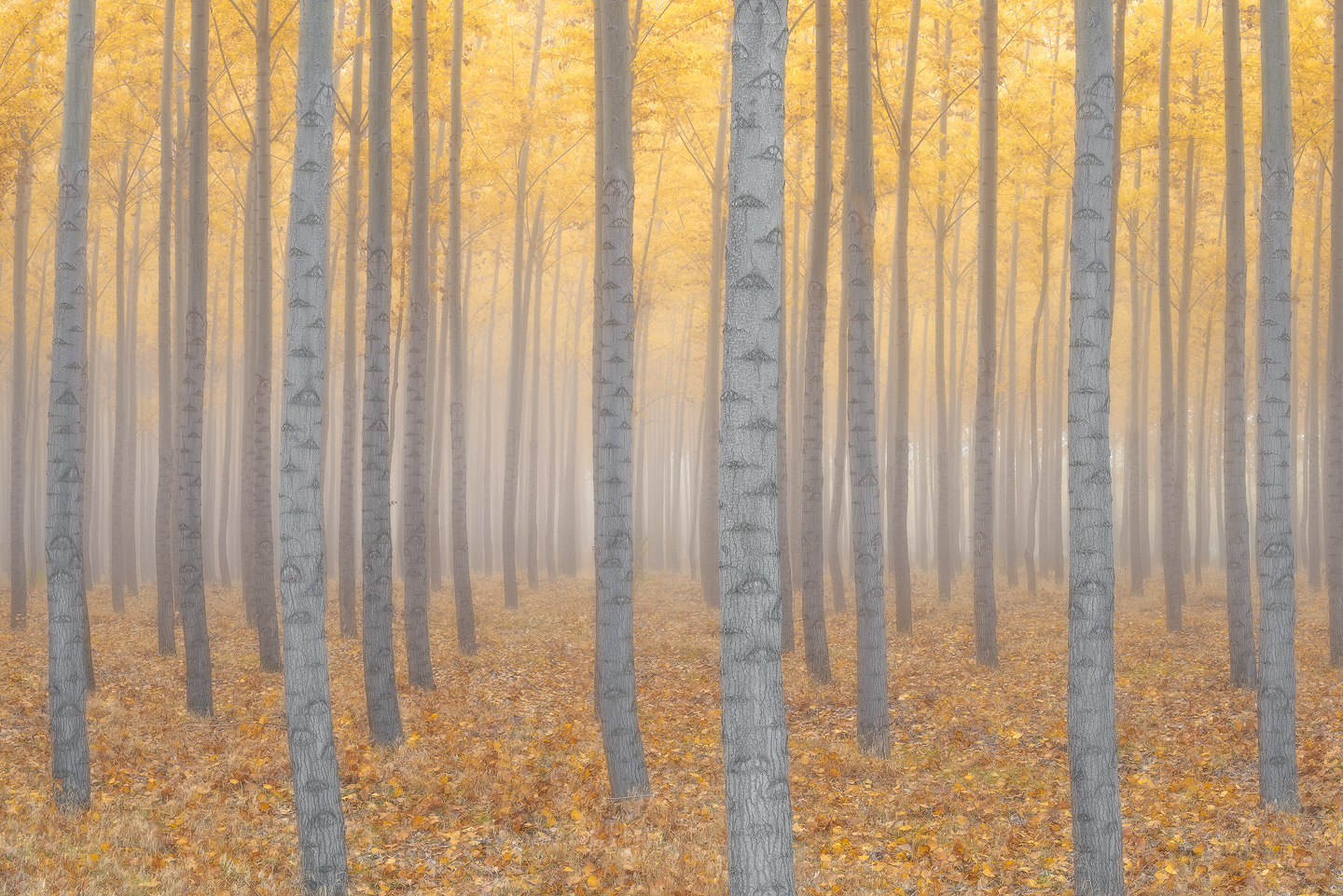 trees, forest, fall, autumn, fall colors, fog, Oregon