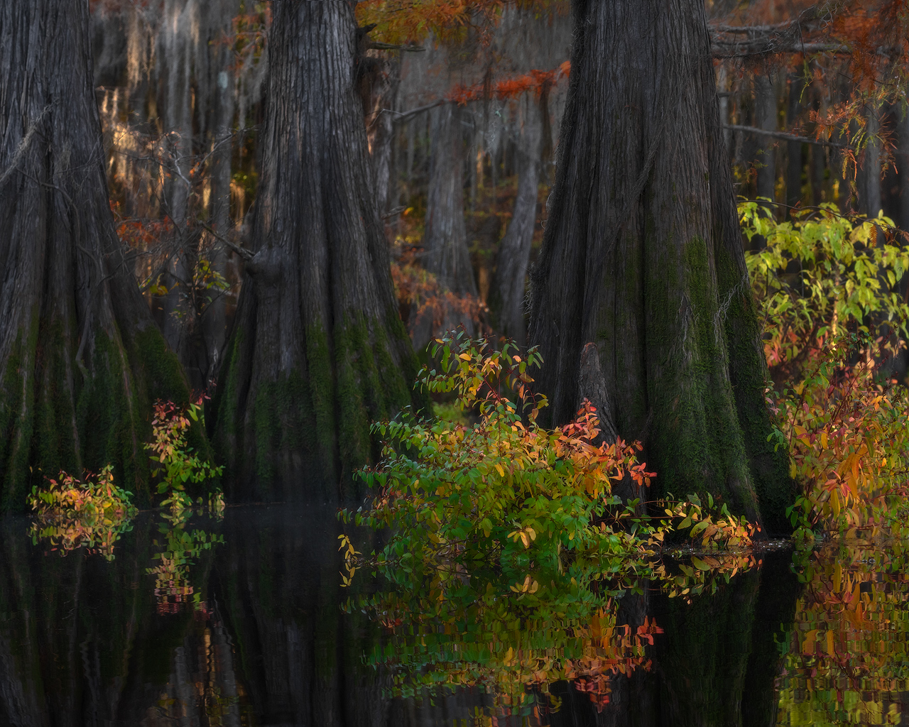 swamp, bayou, mist, fog, moody