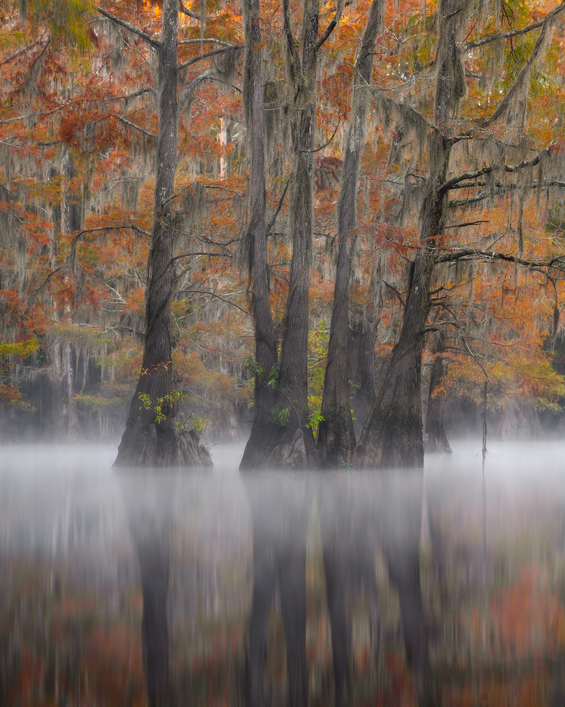 swamp, bayou, mist, fog, moody