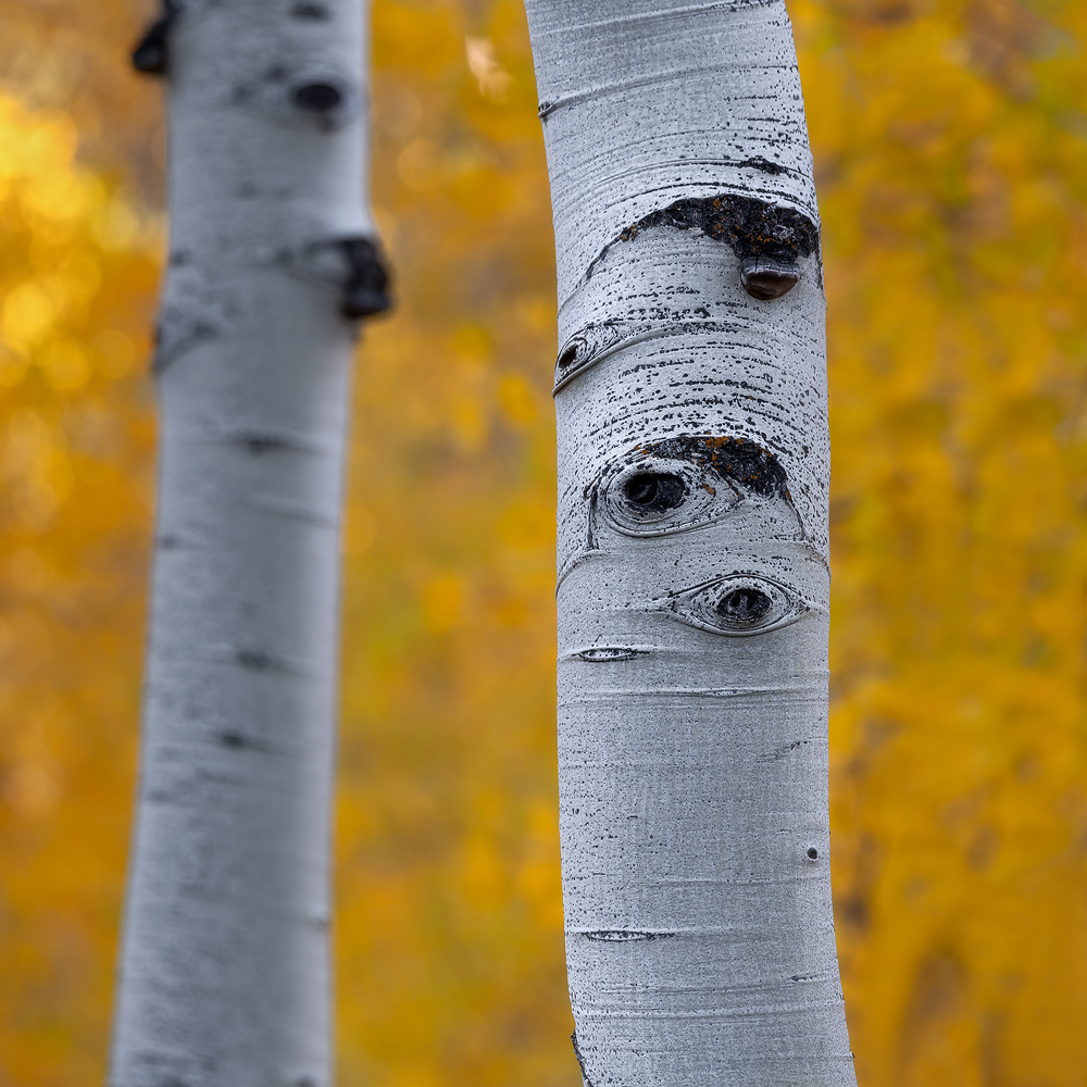 forest, trees, Utah, fall color, fall, autumn, aspens, aspen trees