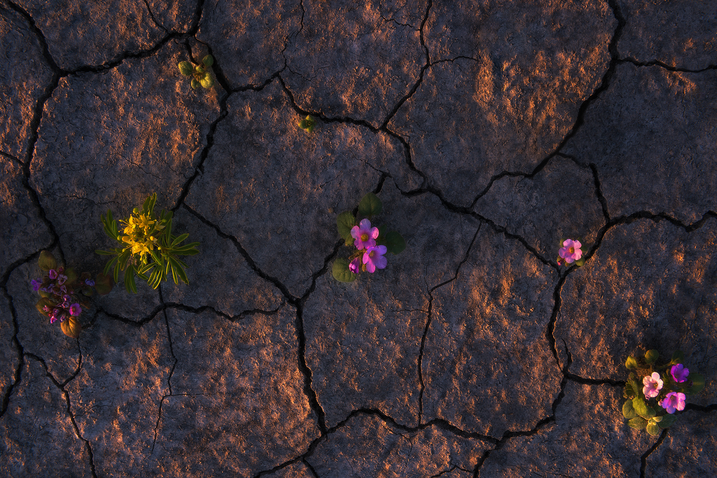 The Bloom 